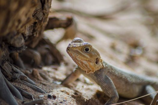 Lizard on a beach in Gambia, Agama Lizard (Agama Agama)