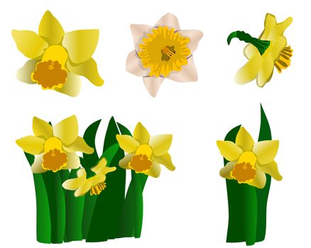Collection of yellow daffodils isolated on white background. Spring floral set. Vector illustration.