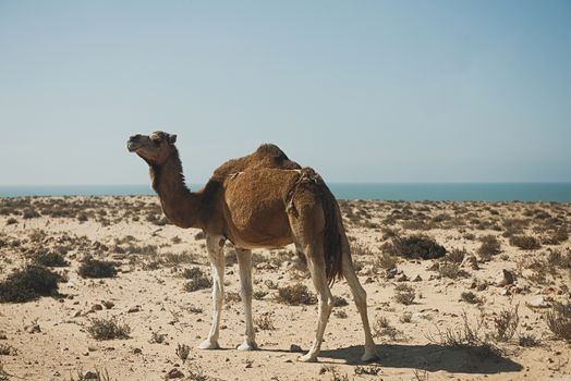 Camel on a sand dune looking out over the Sahara Desert, Morocco