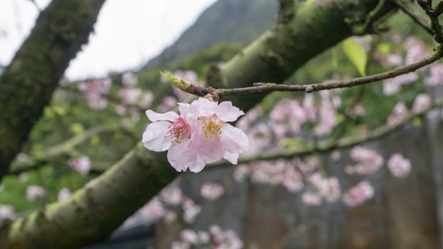 The close up of beautiful pink sakura flower branch (cherry blossom).