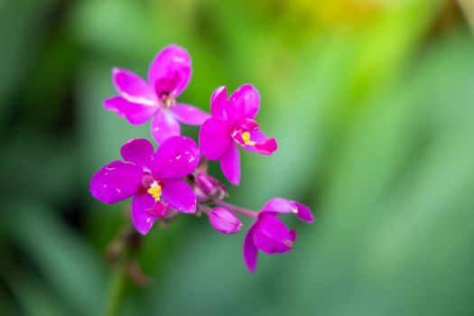 Beautiful blooming orchids in forest, On the bright sunshine