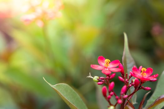 The background image of the colorful flowers, background nature