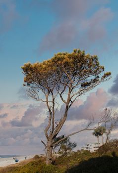 A windblown pine tree under nice, blue skies by a beach