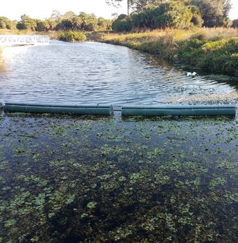 stagnant lake or pond water with divider or barrier or wall and plants