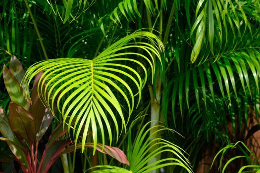 Closeup Tropical palm leaves, tropical jungle palm foliage greenery background.