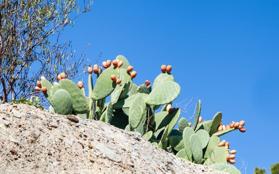 A cactus plant is pictured in southern Turkey.