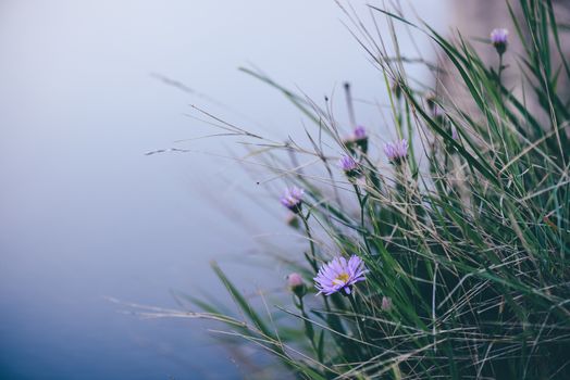 Wild purple flower on rock. Selective focus