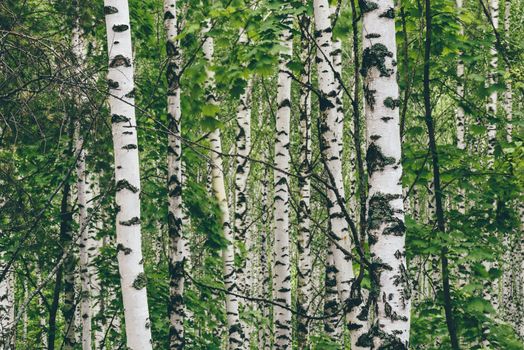 Birch tree background at summertime with green leaves