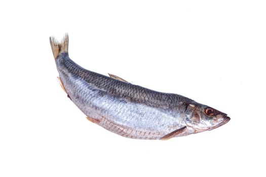 Salted fish on an isolated studio background