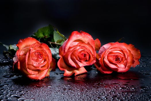 Three red roses on a black background with water drops