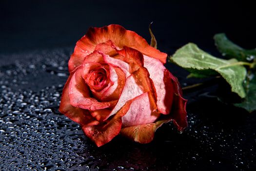 Red rose on a black background with water drops