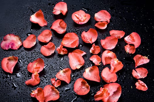 Red rose petals on the studio abckground