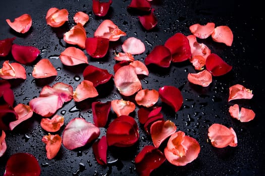 Red rose petals on the studio abckground