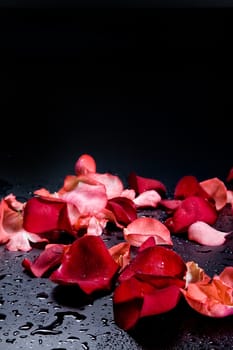 Red rose petals on the studio abckground