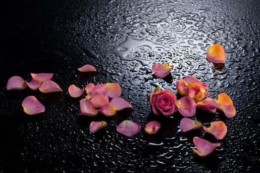 Rose petals on a black background with water drops