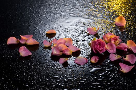 Rose petals on a black background with water drops