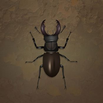 illustration of stag beetle