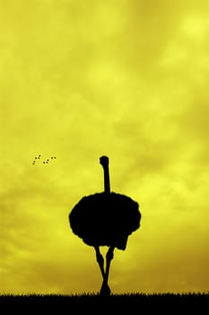 illustration of ostrich at sunset