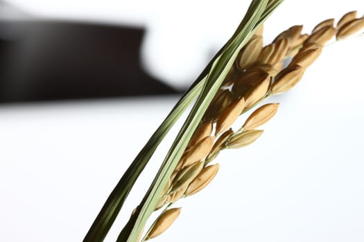 Healthy food. Extreme close up of rice plant and corn white background