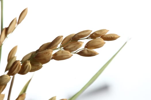 Healthy food. Extreme close up of rice plant and corn white background showing corn and leaf