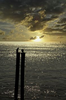 Birds on pilings in the sea at sunrise in silhouette