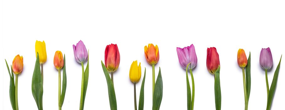 Colorful fresh spring tulips flowers in a row isolated on white background