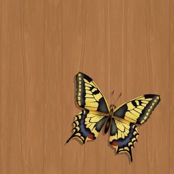 illustration of the swallowtail