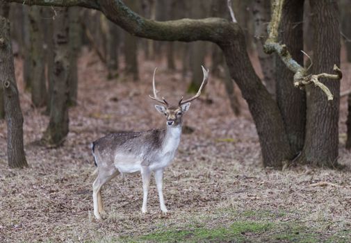 young shy male deer in the forest in holland in march in de ruigenhoek