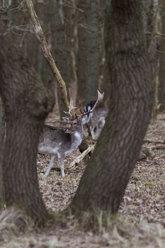 young shy male deer in the forest in holland in march in de ruigenhoek