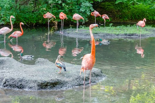 A group of colorful flamingos bathing in the pond