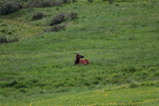 A elk on a lush green field. High quality photo
