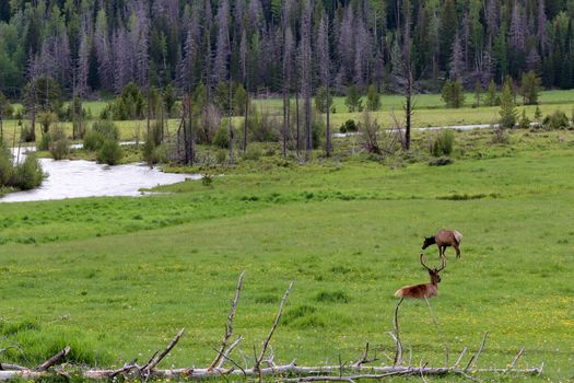 A herd of Elk standing on top of a lush green field. High quality photo
