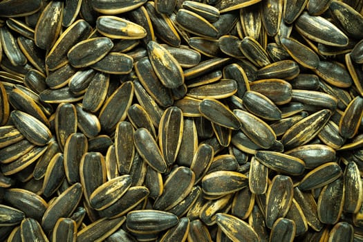 Sun flower seeds. Texture of seeds in top view. Concept of agriculture and organic farm.
