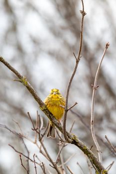 Bird European greenfinch (Chloris chloris)in the nature perched on tree branch. Czech Republic wildlife