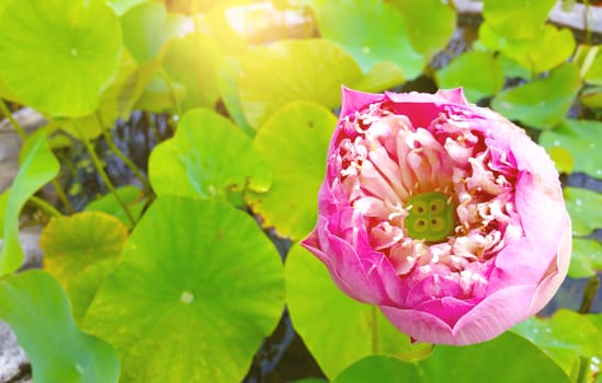 Pink lotus blossoms flower blooming on pond.