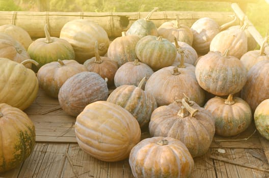 Dozens of freshly picked pumpkins stacked outdoors in wooden plate in the sunset light on the ground.