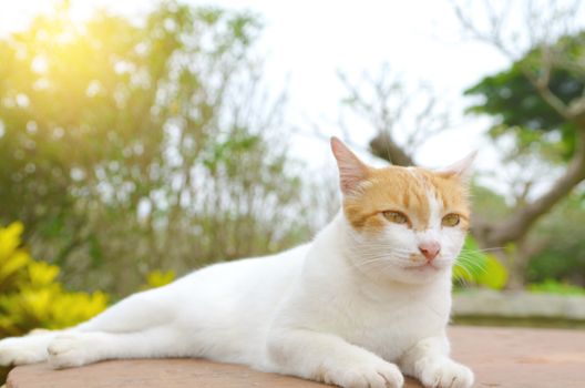 Thai Cat resting on the floor.