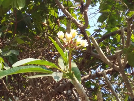 flowers on a tree