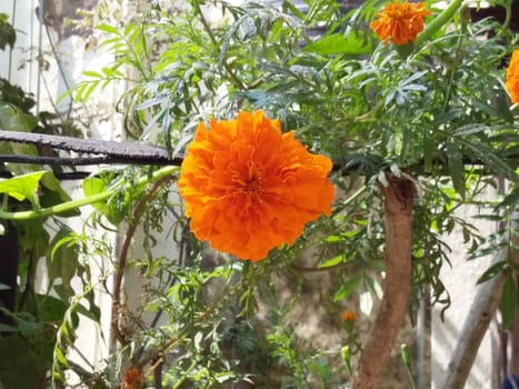 marigold in a garden