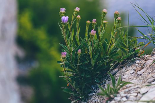 Wild purple flower on rock. Selective focus