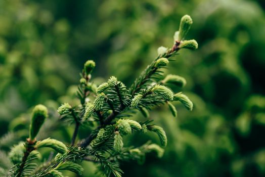 Close up of young twig of pine tree