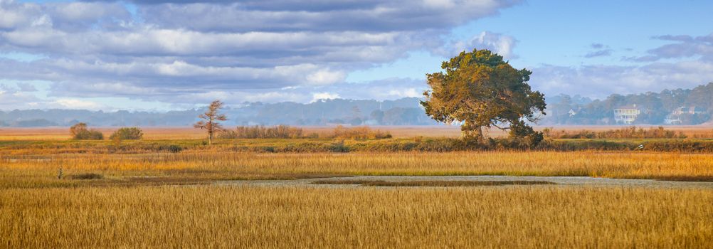 A tree in early morning light falling on a wetland marsh