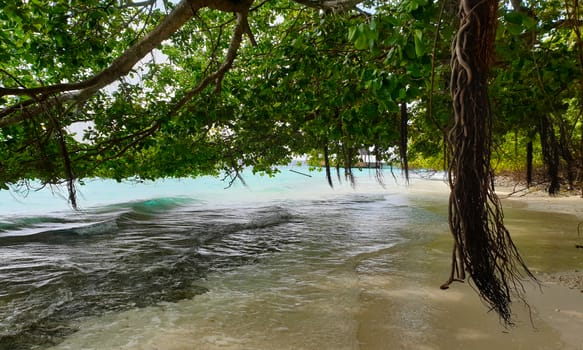 Tropical trees on the shore of the blue ocean.