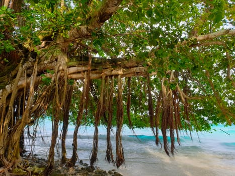 Tropical trees on the shore of the blue ocean.