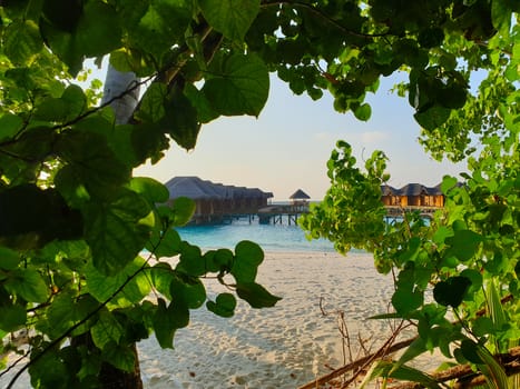 Tropical trees on the shore of the blue ocean.