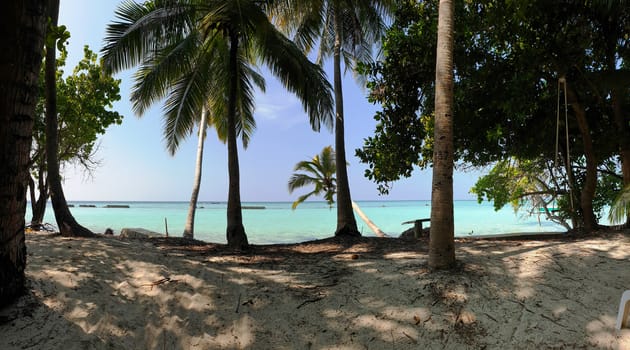 Tropical trees on the shore of the blue ocean.