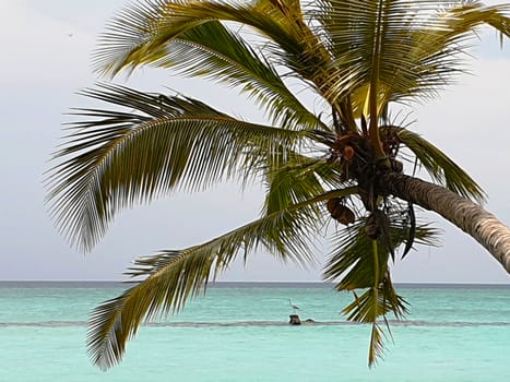 Tropical trees on the shore of the blue ocean.