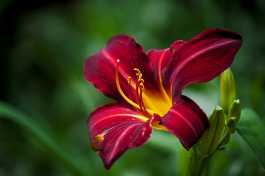 The botanical name of the Day Lily, Hemerocallis, means "beauty for a day"