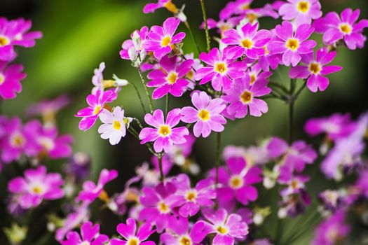 Macro image of Fairy Primula (Primula malacoides) in the garden