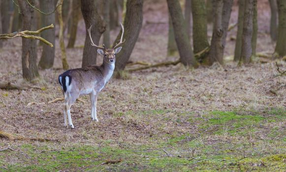 young shy male deer in the forest in holland in march in de ruigenhoek